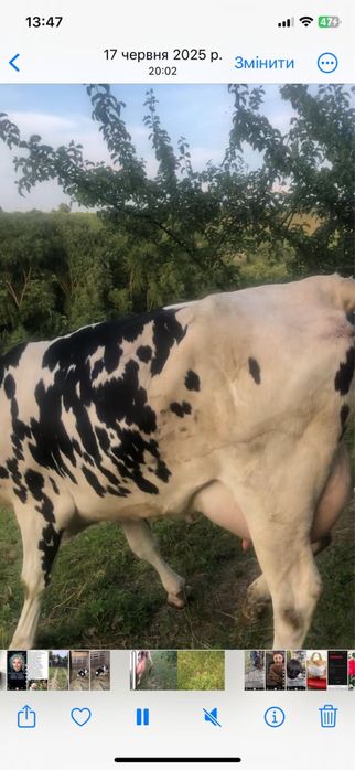 Продам молоду корову