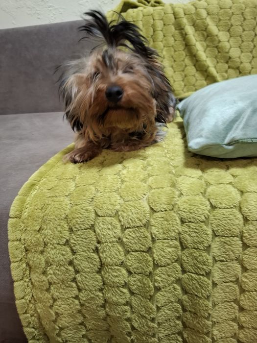 Продам. Йоркширський терєр, хлопчик, стандарт. 8 місяців