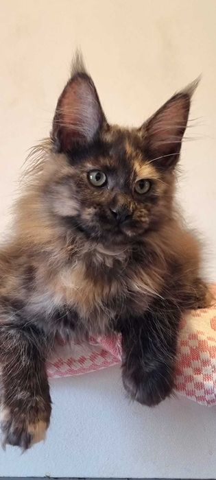 Gatinha Maine Coon