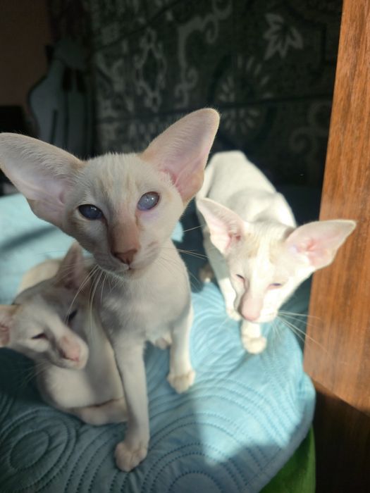 Сіамоорієнтальна дівчинка