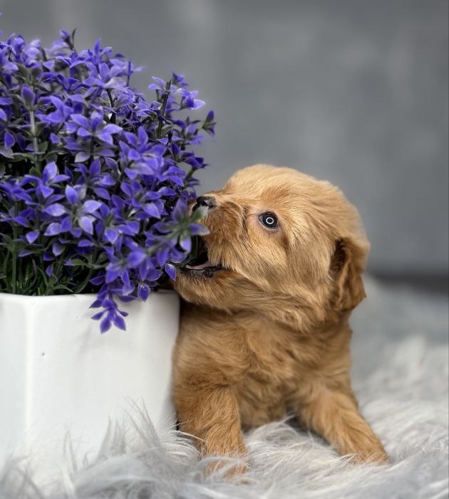 Девочка мальтипу Baby face