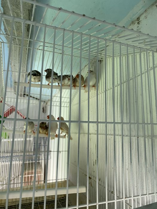 Mandarins de exposiçao 2026