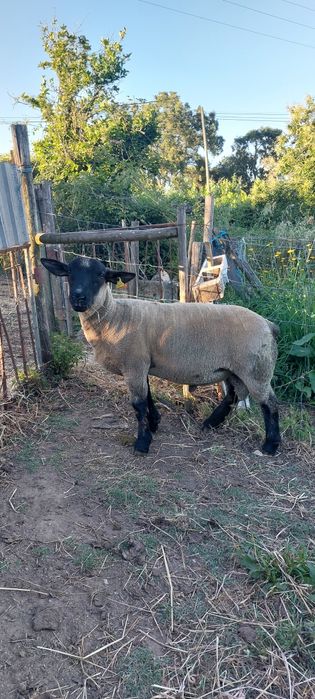 Malato Suffolk X southdow