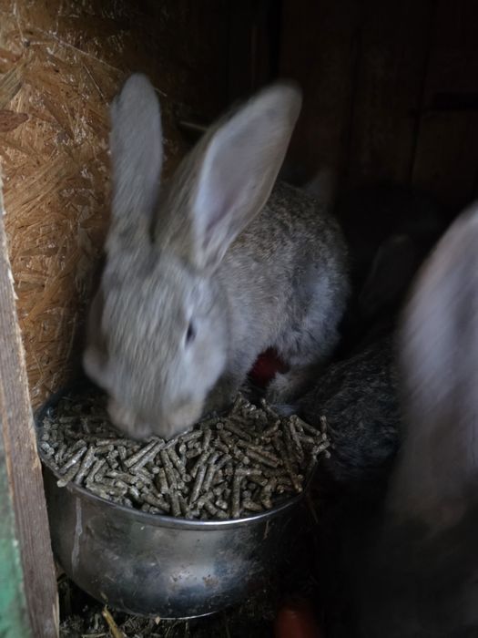 Królik Belgijski ze Srokaczem