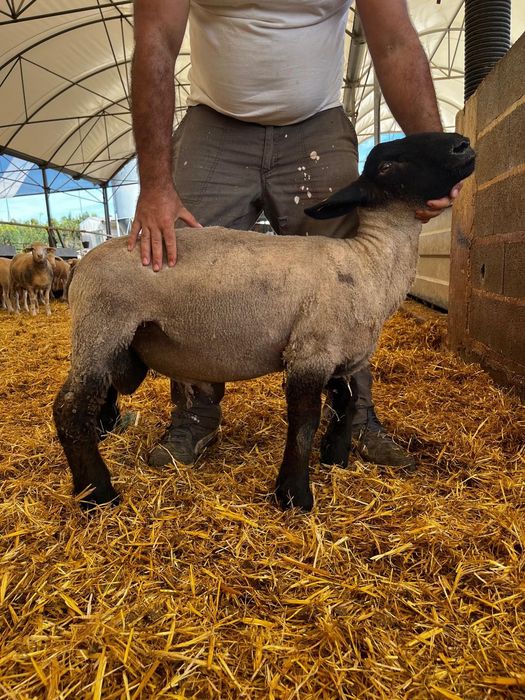 Borrego Sulfuk com 5 meses
