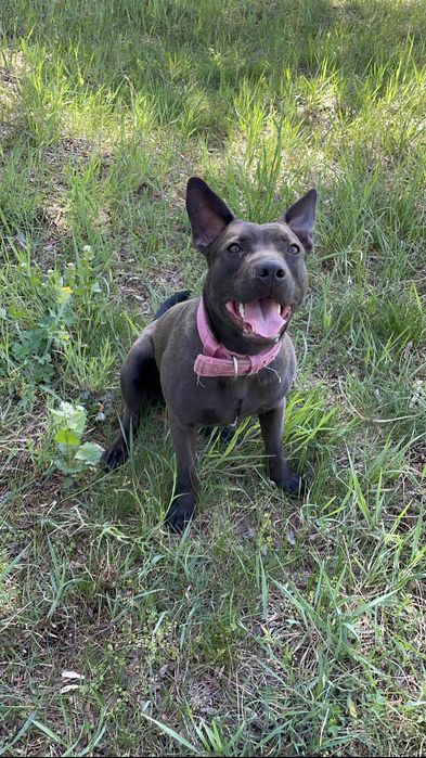 Urocza suczka w typie amstaffa szuka domu!