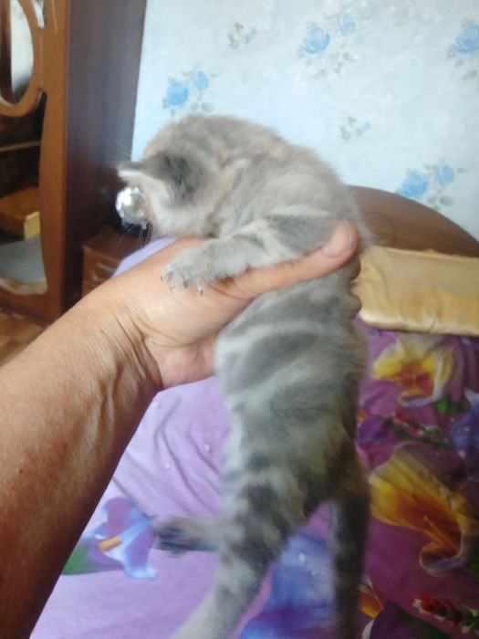 Шотландский муркот