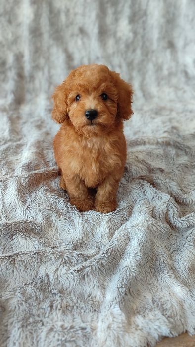 Pudel toy miniaturowy miniatura badania genetyczne