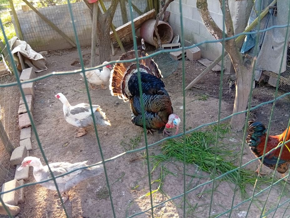 Patos mudos para venda!