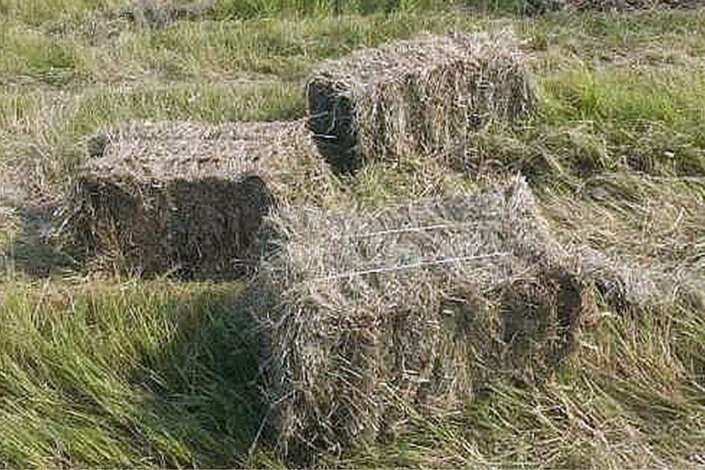 Сіно в тюках, сіно