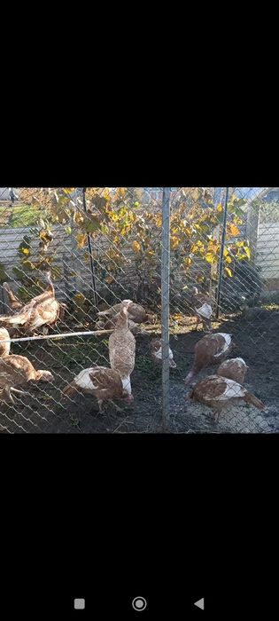 Продаж молоді індики ЧЕРВОНИЙ БУРБОН 7-8міс є самки(від 3штук 1000грн)