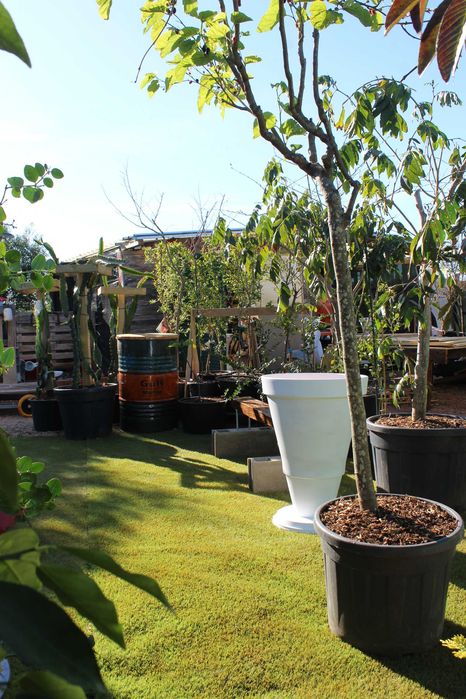 Plant pots / Vaso