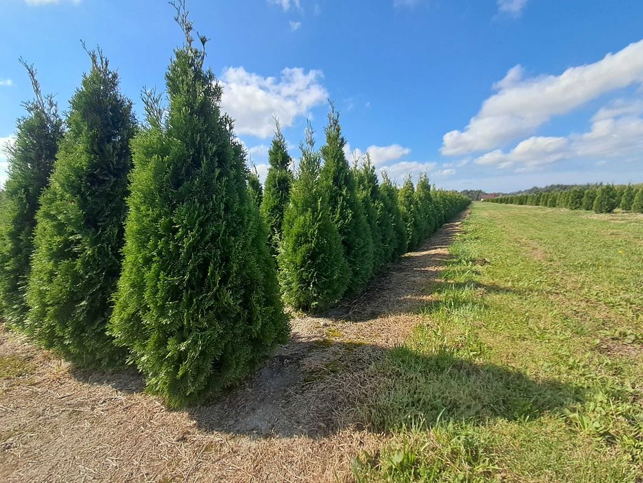 Tuja Szmaragd 140cm GAT 1, Gwar. przyj, Bardzo Gęste, Szkółka, Dowóz