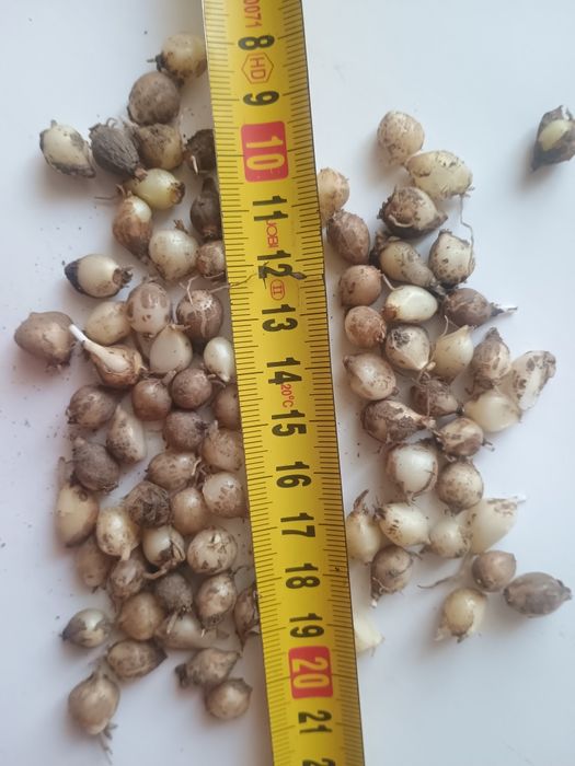 Cebulki szafirków małe 100szt