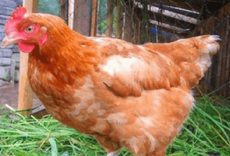 Инкубационное яйцо мясо-яичных Адлер тетра, Редбро, гризбар