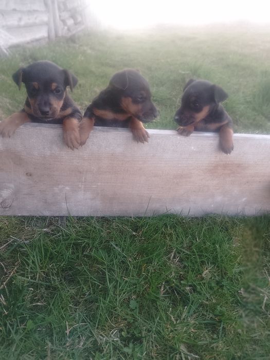 Щенята ягтерєра чистокровні