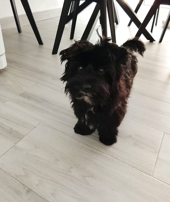 Femea Yorkshire Terrier