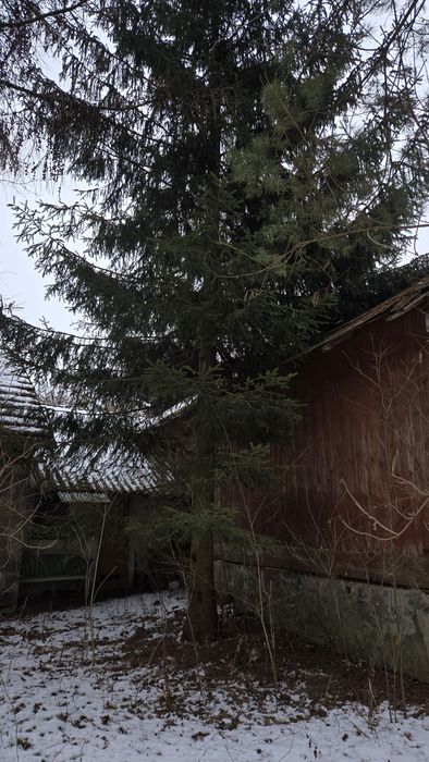 Drzewa świerki na pniu na deski więźba