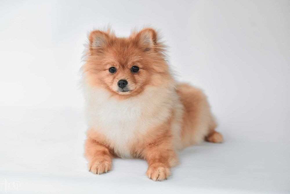Szpic miniaturowy Pomeranian fci zkwp orange z ubezpieczeniem