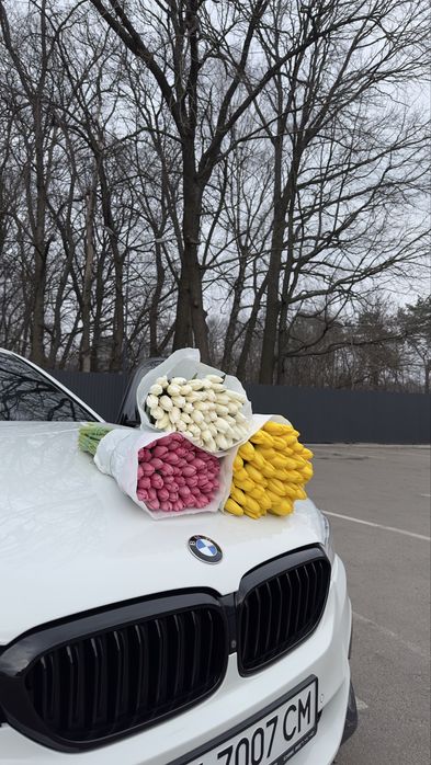 Тюлпан великий український Бровари опт