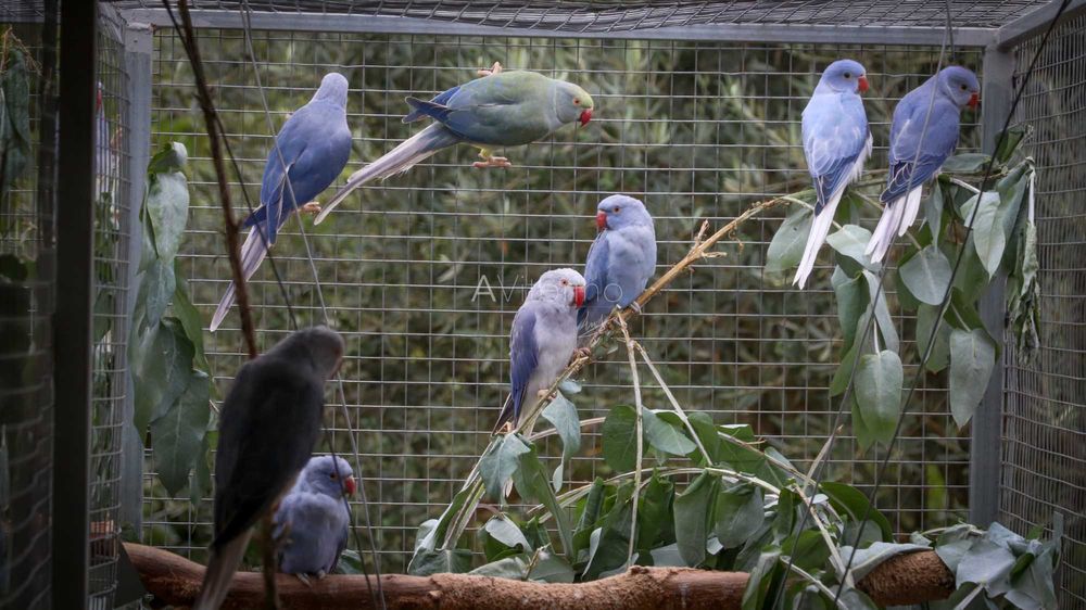 Ringnecks Violetas, Opalinos, CC's (Cleartail),  2025-2026 Ring Neck