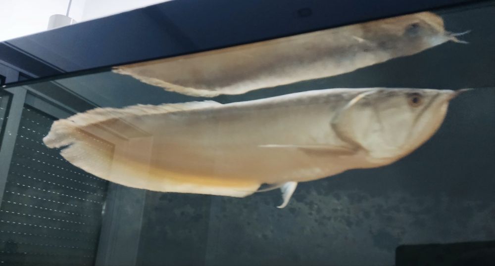 Arrowana 70 cm..
