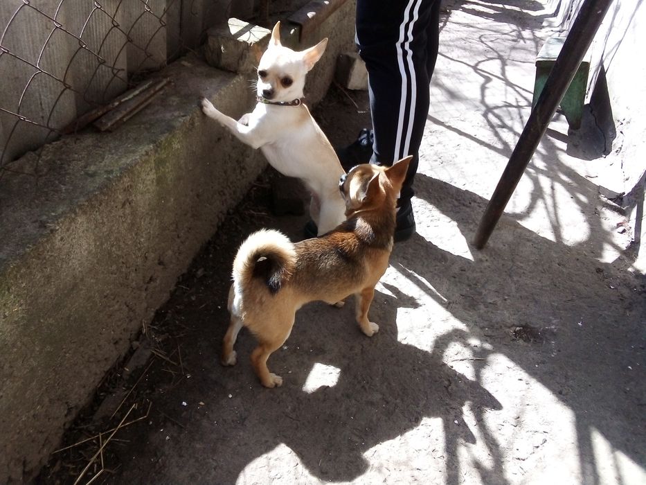 В'язка чистокровный кобель. Чихуа-хуа