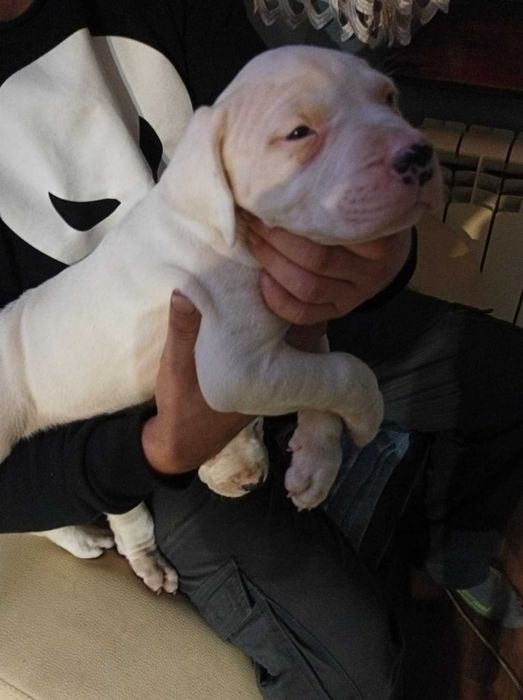 Dog Argentyński  szczenięta