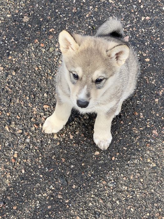Лайка, цуценя лайки хлопчик