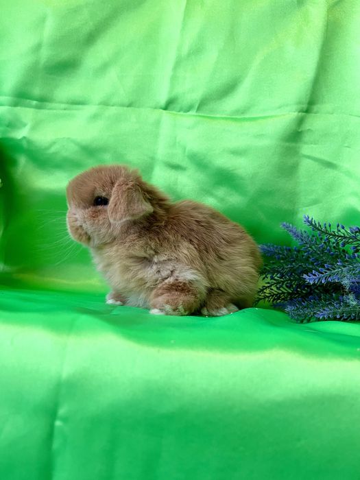 Рижуля.Карликові кролики,баранчики,висловухі