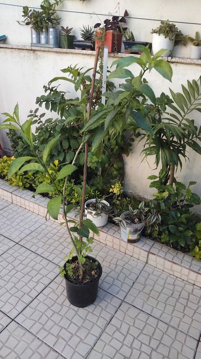 Planta Dama da noite perfumada (cestrum)