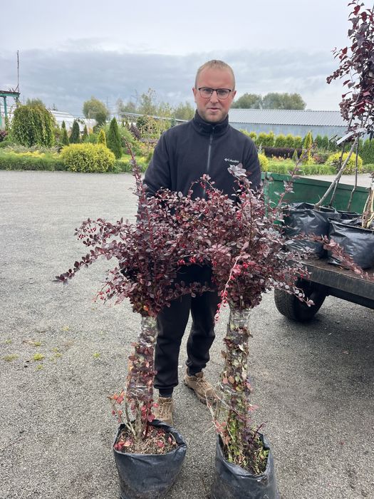 Високорослий барбарис Суперба 100-120см