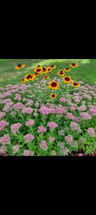 Rozchodnik okazały kwiaty byliny wieloletnie