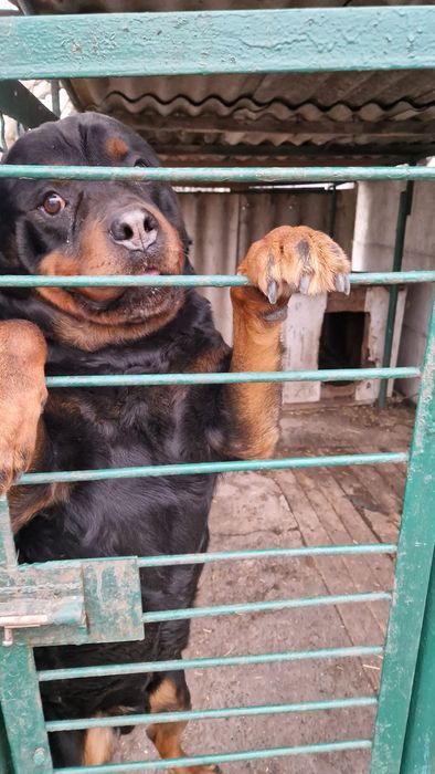 Вязка Ротвейлера