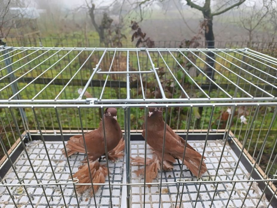 Wywrotki wschodniopruskie  gołębie ptaki