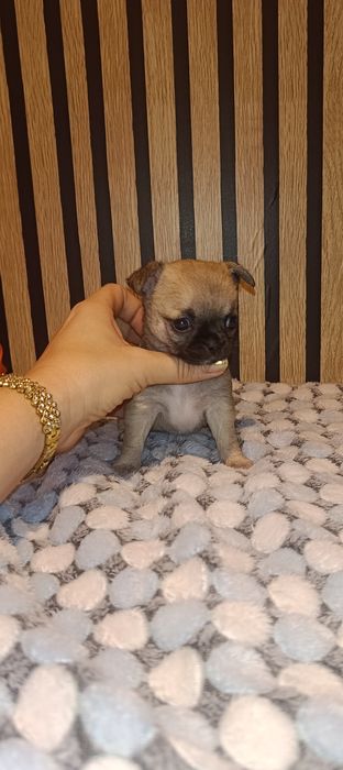 Chihuahua Krótkowłosy