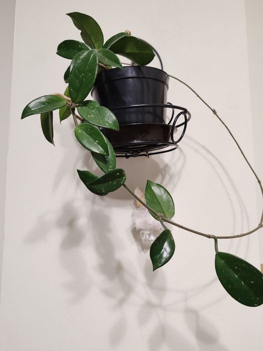 Хойя .           .