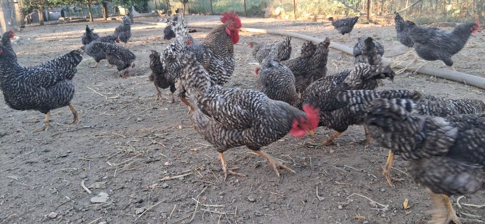 Ovos de Galinha Pedrês Portuguesa