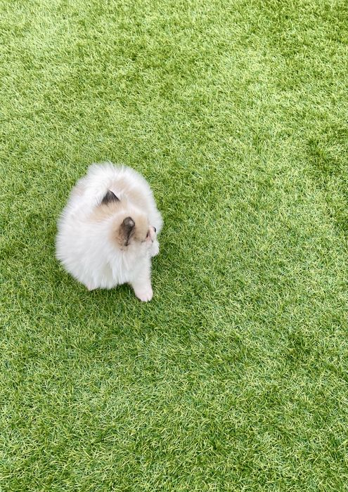 Lulu da Pomerânia Maravilhoso fêmea