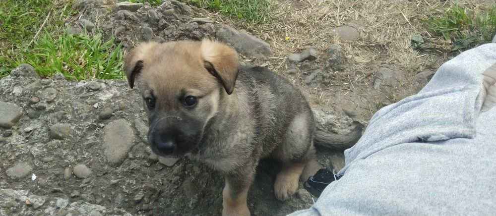 Продається собака зонарна вівчарка німецька