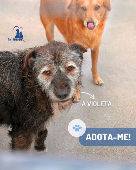 Violeta cadela porte medio para adoção