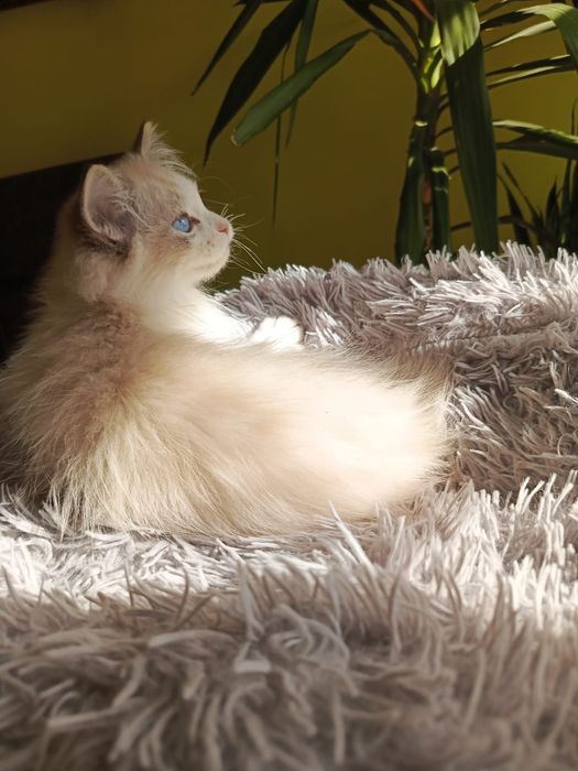 Kocurek Ragdoll, Międzynarodowy Rodowód FPL