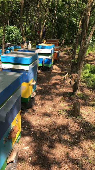 Продаються вулики і інвентар