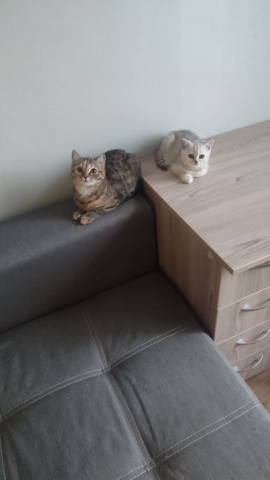 шотландский котенок
