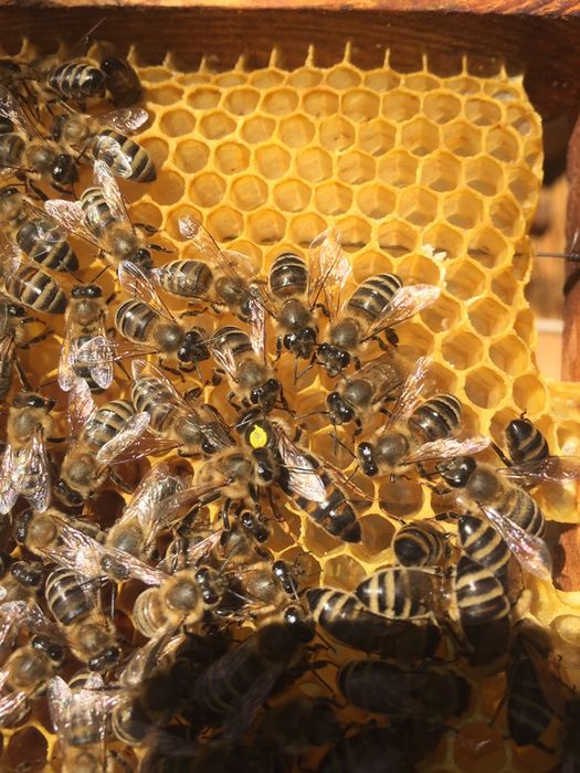 Матки    БАКФАСТ