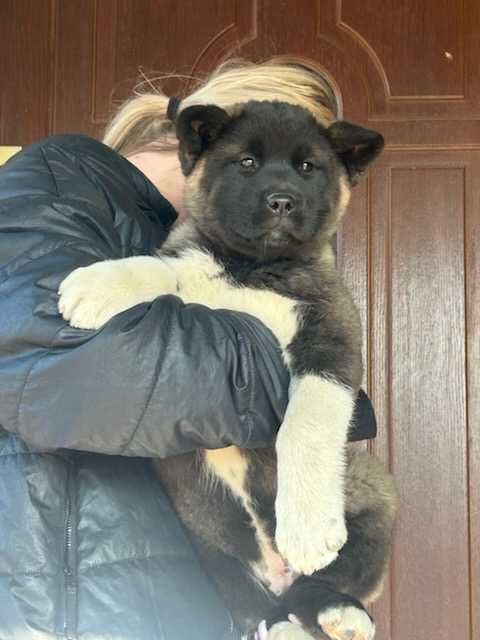 Akita amerykańska Cała Polska