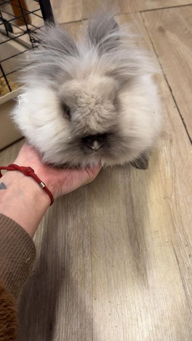 Królik miniaturka tedy lop