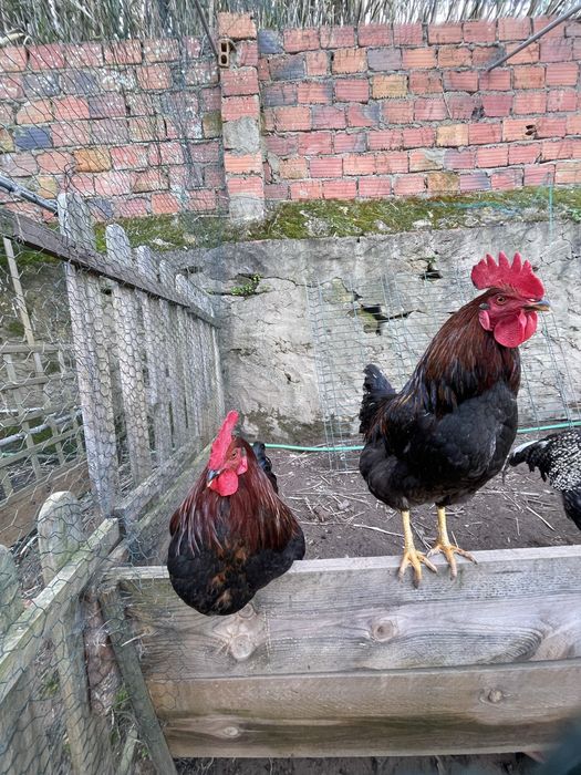 Galos de Quinta: cobrição / abate