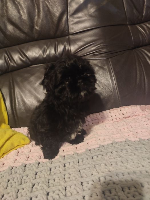 Suczka shihtzu czarna