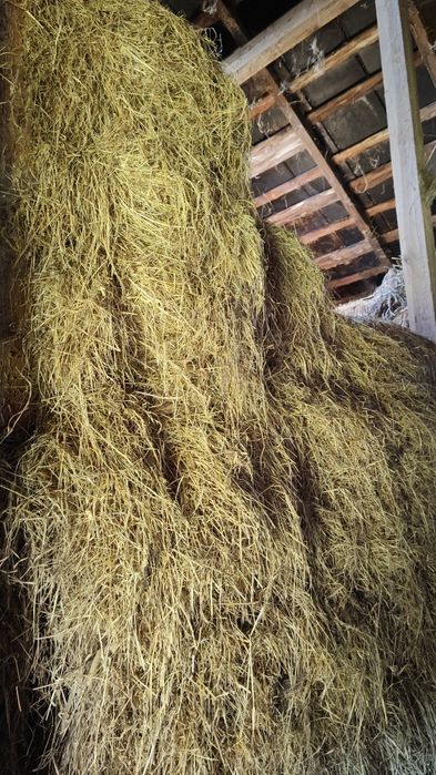 Siano luzem za darmo